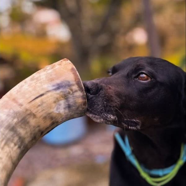 Mordedor Chifre De Boi Natural Para Cães 100% Natural Com Ponta Removida E Alta Resistência