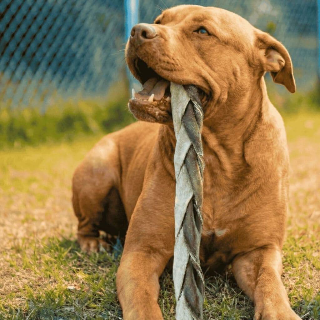 Mordedor para cachorro Trança de Couro Bovino para cães Natuka