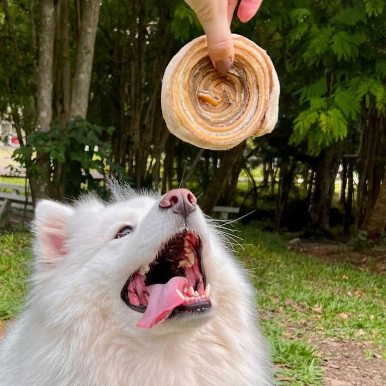 Mordedor para Cães - Discão 100% Natural - Brinquedos Duráveis e Saudáveis