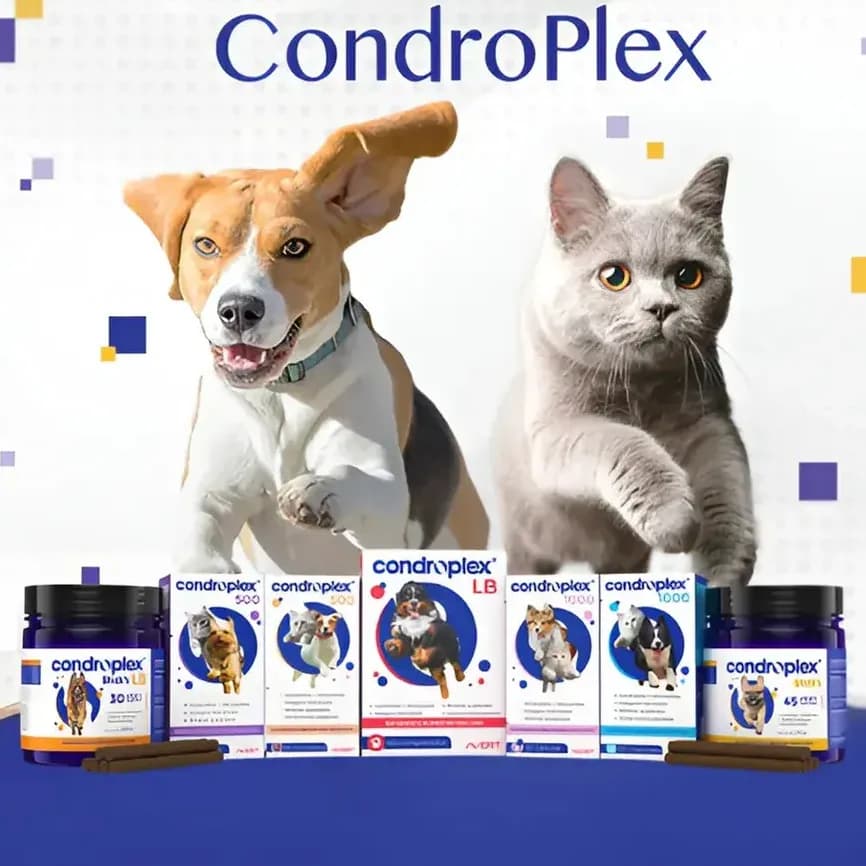 Condroplex 500 Avert 60 Cápsulas Suplemento Cães Gatos Pequeno Porte