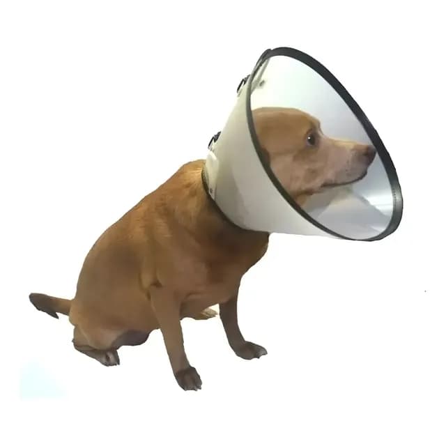 Colar Cirúrgico Elizabetano Para Cães Cachorros Do N1 Ao N10